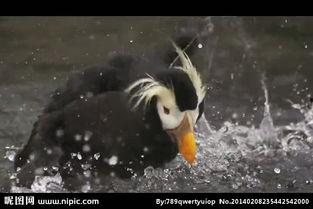 国产水鸟测评视频下载免费,免费下载视频深度解析