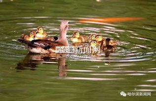 鸳鸯视频国产,鸳鸯视频引领国产短视频新潮流
