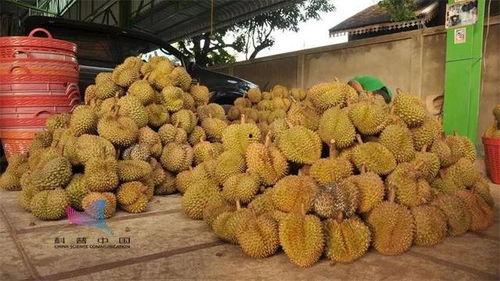 国产榴莲科普视频,从种植到品尝的科普之旅